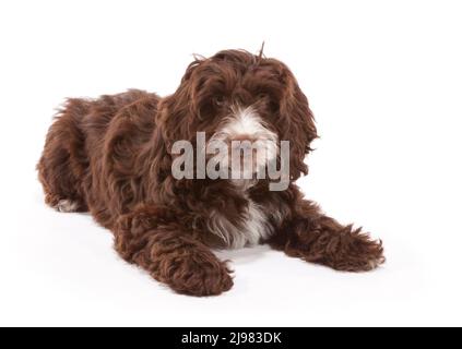 Labradoodle Dog aged 13 weeks Stock Photo