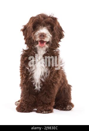 Labradoodle Dog aged 13 weeks Stock Photo