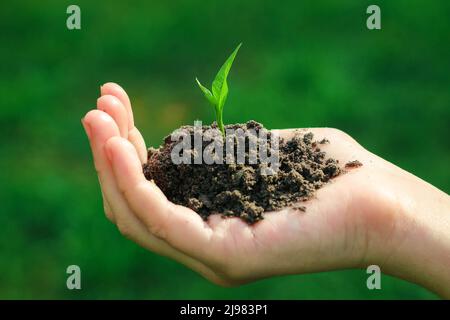 In the hands of trees growing seedlings. Stock Photo