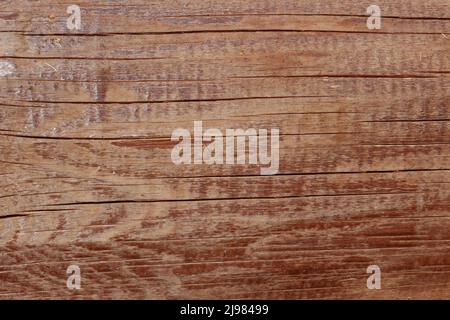 Texture of bark wood use as natural background. Stock Photo