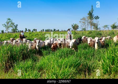 Herd of cattle on pasture, with farmers on the background riding horses on grassland, wearing cowboy hats. Brazil, Pará State, Amazon. Stock Photo