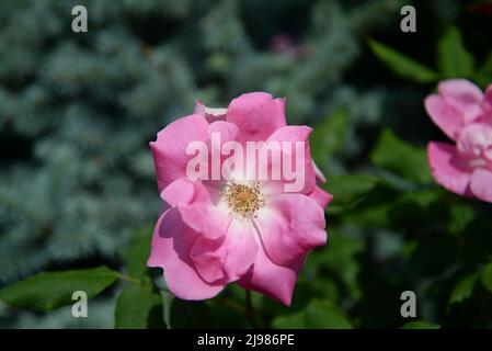 Rosa arkansana, the prairie rose or wild prairie rose, is a species of rose native to a large area of central North America. The name Rosa arkansana c Stock Photo