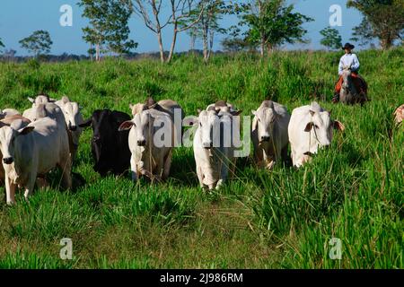 Herd of cattle on pasture, with farmer on the background riding horse on grassland, wearing cowboy hat. Brazil, Pará State, Amazon. Stock Photo