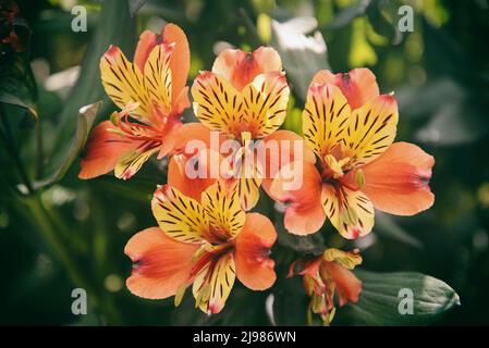Alstroemeria, commonly called the Peruvian lily or lily of the Incas, is a genus of flowering plants in the family Alstroemeriaceae. They are all nati Stock Photo