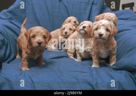 A month old Poochon (Poodle & Bichon mix) puppies Stock Photo