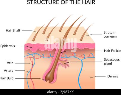 Human hair anatomy infographics with cross section of skin layers