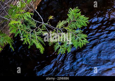 Quigley Creek Natural Area in central Michigan, USA Stock Photo