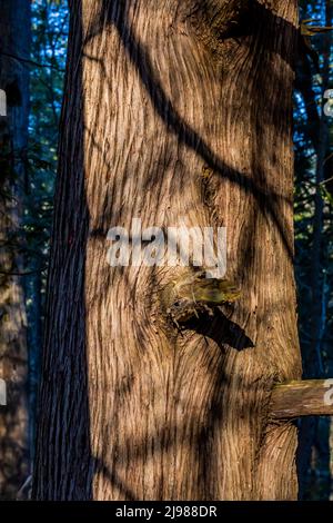 Quigley Creek Natural Area in central Michigan, USA Stock Photo