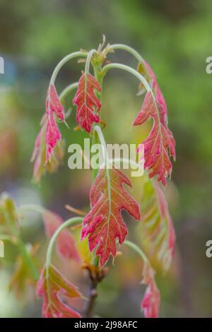 Northern Red Oak, Quercus rubra, leaves emerging from buds in May in central Michigan, USA Stock Photo
