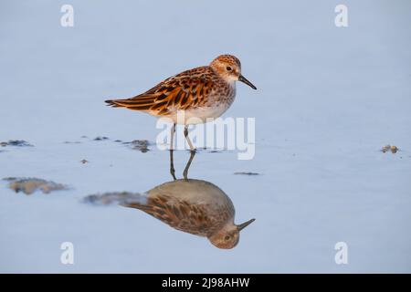 An adult Little Stint (Erolia minuta or Calidris minuta) in full breeding plumage on migration through the Greek island of Lesvos in spring Stock Photo