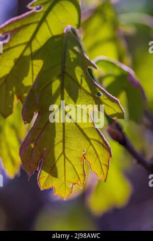 Northern Red Oak, Quercus rubra, leaves emerging from buds in May in central Michigan, USA Stock Photo