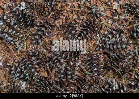 Eastern White Pine, Pinus strobus, cones and needles on forest floor in central Michigan, USA Stock Photo
