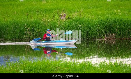 Man wearing red shirt, blue ball cap and blue life jacket paddles a blue and white kayak along a lush, grass-lined river. Lower Mainland, B. C., Canada. Stock Photo