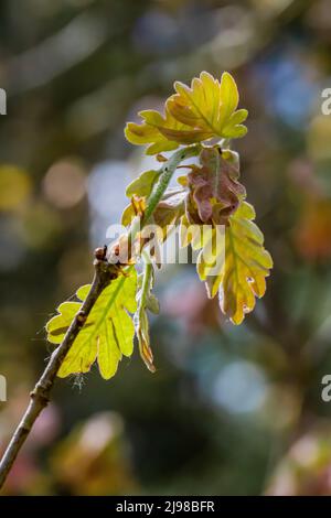 White Oak Quercus alba, leaves emerging from buds in central Michigan, USA Stock Photo