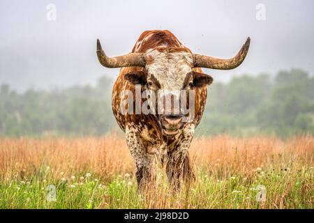 exas Longhorn at  the Wichita Mountains in Oklahoma Stock Photo