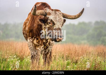 exas Longhorn at  the Wichita Mountains in Oklahoma Stock Photo