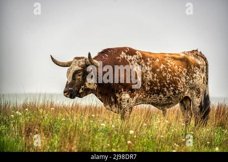 exas Longhorn at  the Wichita Mountains in Oklahoma Stock Photo