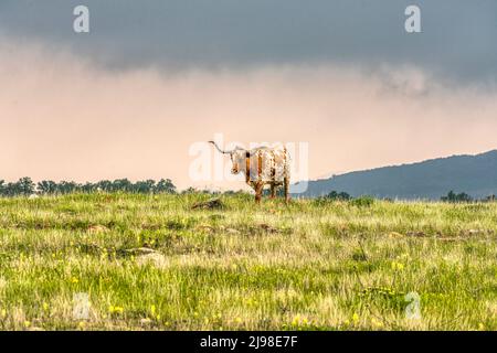 exas Longhorn at  the Wichita Mountains in Oklahoma Stock Photo