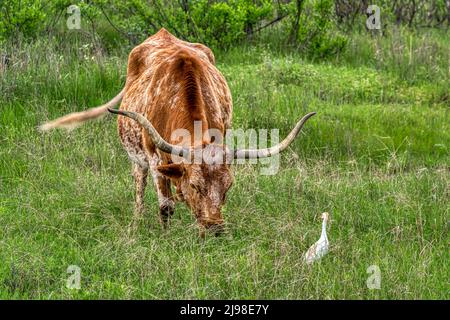 exas Longhorn at  the Wichita Mountains in Oklahoma Stock Photo