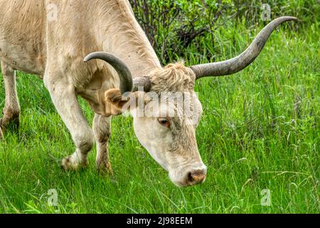 exas Longhorn at  the Wichita Mountains in Oklahoma Stock Photo