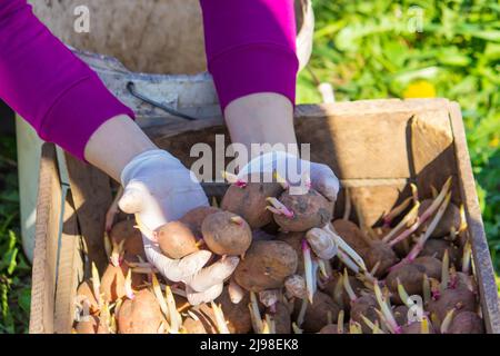 Manual planting of potato tubers in the ground. Early spring preparation for the garden season. selective focus Stock Photo