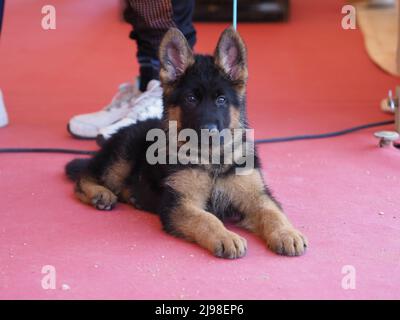 German shepherd puppy lying on carpet during a dog show Stock Photo