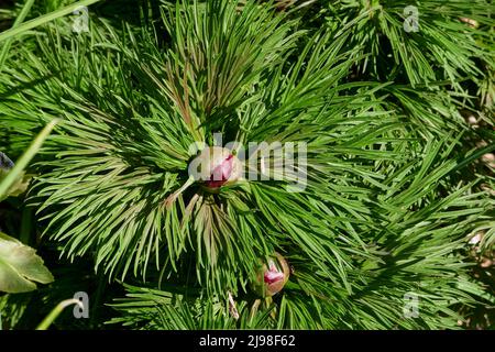 Paeonia tenuifolia in bloom Stock Photo