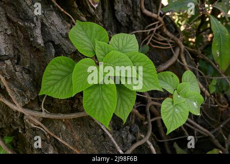 Schizophragma hydrangeoides close up Stock Photo