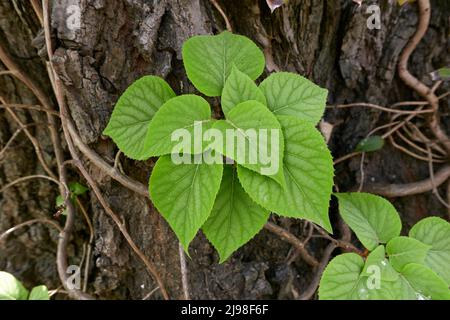 Schizophragma hydrangeoides close up Stock Photo
