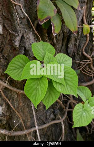 Schizophragma hydrangeoides close up Stock Photo