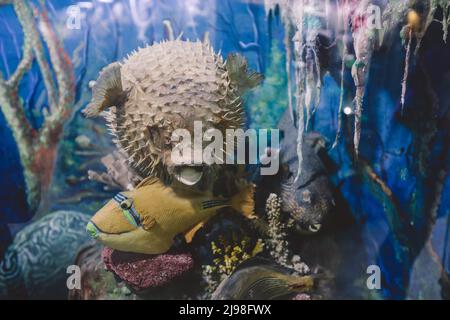 Interesting Pictures of the Red Sea Marine Wildlife Exhibits near Qaitbay fort on Alexandria Eastern Harbor in, Egypt Stock Photo