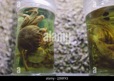 Interesting Pictures of the Red Sea Marine Wildlife Exhibits near Qaitbay fort on Alexandria Eastern Harbor in, Egypt Stock Photo