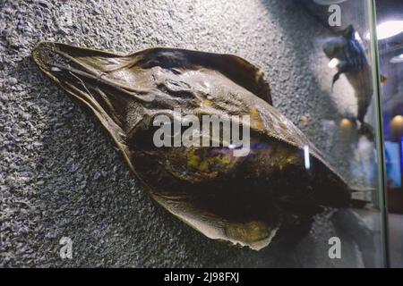 Interesting Pictures of the Red Sea Marine Wildlife Exhibits near Qaitbay fort on Alexandria Eastern Harbor in, Egypt Stock Photo