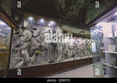 Interesting Pictures of the Red Sea Marine Wildlife Exhibits near Qaitbay fort on Alexandria Eastern Harbor in, Egypt Stock Photo