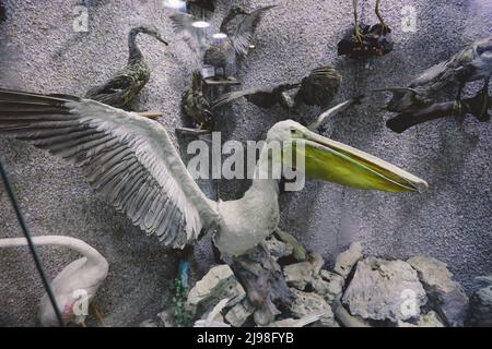 Interesting Pictures of the Red Sea Marine Wildlife Exhibits near Qaitbay fort on Alexandria Eastern Harbor in, Egypt Stock Photo