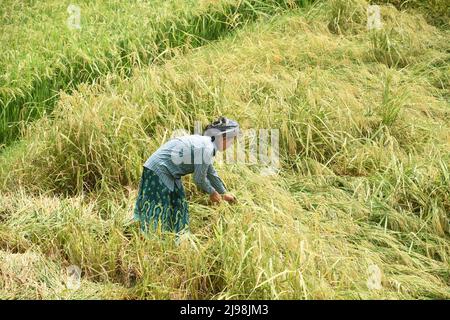 Collecting rice from a paddy field, Nara prefecture, Japan Stock Photo ...