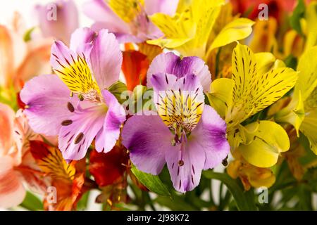 Bouquet of alstroemeria flowers, close up on white background Stock Photo