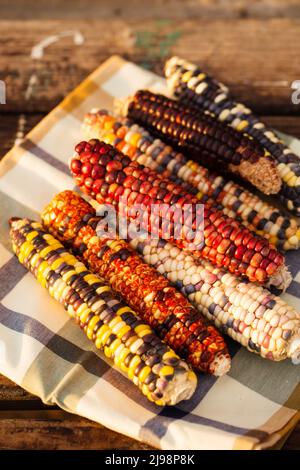 Corn with multicolored grains in the rays of the evening sun Stock Photo