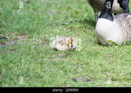 Canada Goose (Branta canadensis) gosling Stock Photo