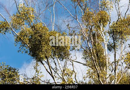 Mistletoe, Viscum, a parasitic plant on the tree. Mistletoe with white fruit growing on a birch tree, isolated against a blue sky. Stock Photo