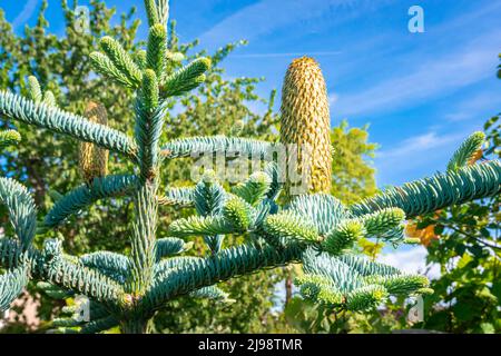 Large decorative young cone of Blue Noble Fir, latin name: Abies procera glauca. Stock Photo