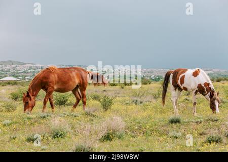A pair of multi colored horses grazing in a green meadow next to the village. Peaceful scene with horses Stock Photo