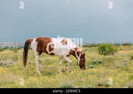 Low angle shot of multi colored horse grazing on green pasture next to the village. Peaceful scene with horses Stock Photo