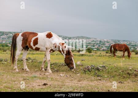 Two multi colored horses grazing on green pasture in cloudy and rainy day. Peaceful scene with horses Stock Photo
