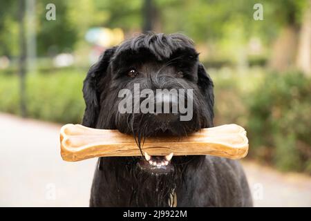 giant schnauzer with a bone in its teeth, dog food, a dog on a walk in a park in Ukraine Stock Photo