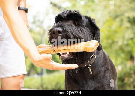 giant schnauzer with a bone in its teeth, dog food, a dog on a walk in a park in Ukraine Stock Photo