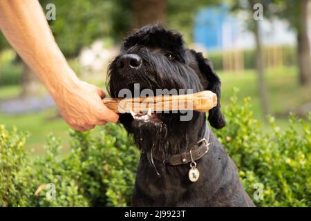 giant schnauzer with a bone in its teeth, dog food, a dog on a walk in a park in Ukraine Stock Photo