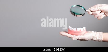 Dentist with magnifying glass over jaw model with teeth. Regular dental ...