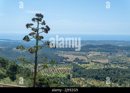 Close-up of a sisal, Agave sisalana Perrine, in a landscape of the island of Mallorca at sunrise Stock Photo