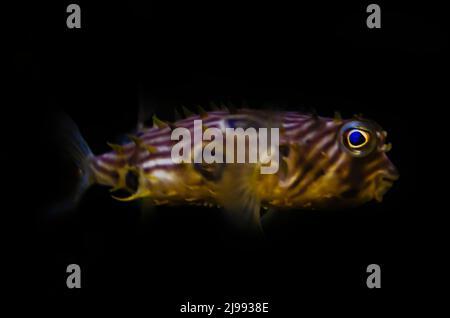 A striped burrfish (Chilomycterus schoepfi) swims in an aquarium at Dauphin Island Sea Lab and Estuarium, June 29, 2021, in Dauphin Island, Alabama. Stock Photo